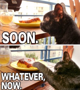 lolcat-soon-gateau-ananas